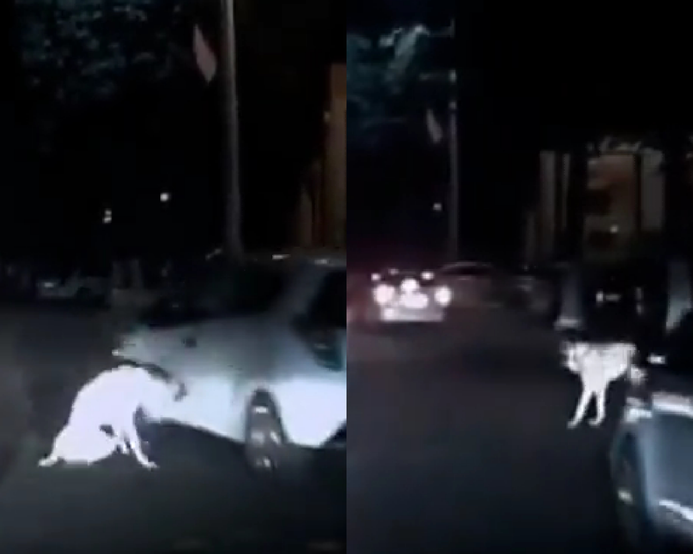 В ОВД Самарканда прокомментировали жестокое избиение собаки