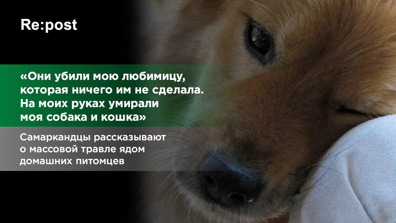 Самаркандцы о массовом отравлении ядом домашних питомцев
