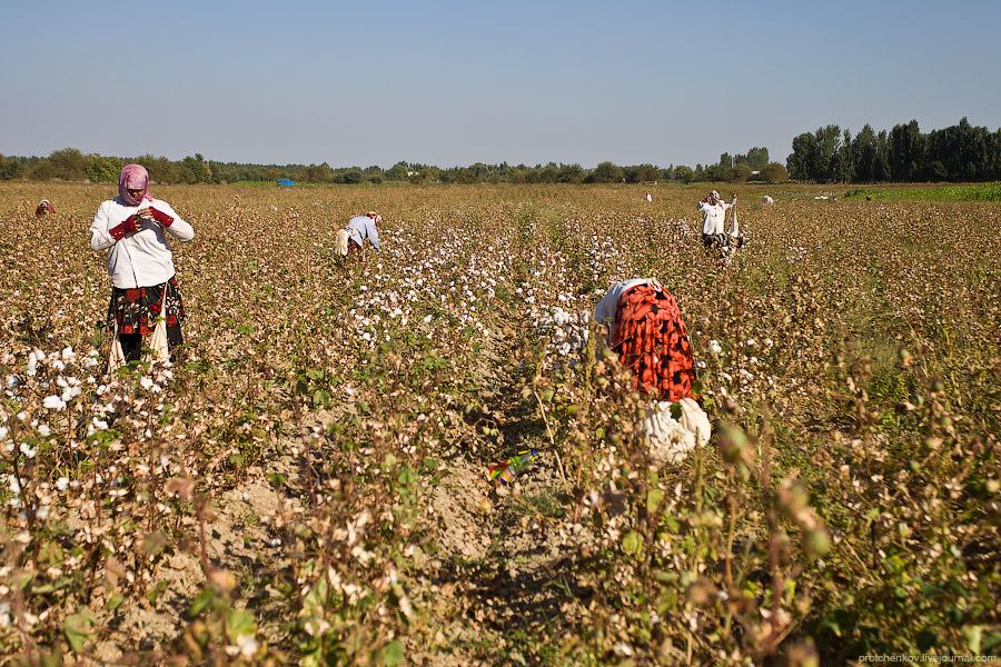 Узбекистан сократил производство хлопка 