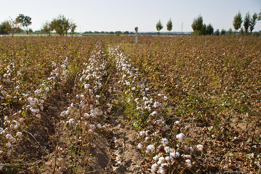 Генпрокуратура поймала хорезмских сборщиков на приписке хлопка