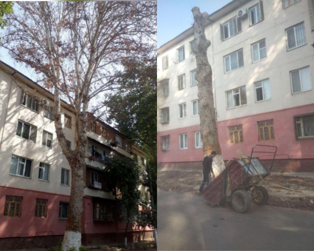 Вырубке деревьев на ТТЗ-1 нашли объяснение