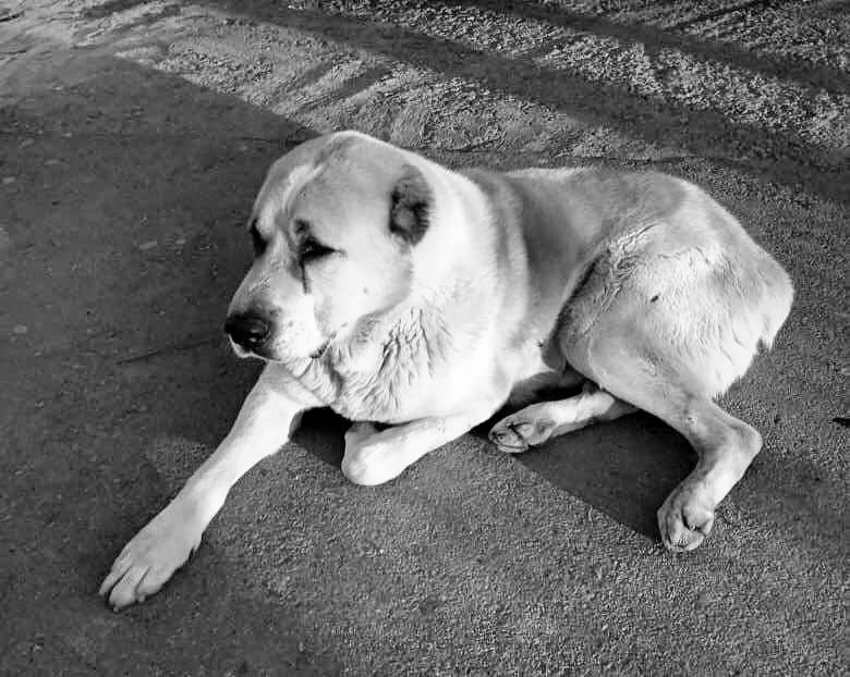  Причастных к убийству алабая водителей из Самарканда оштрафовали на сотни тысяч сумов