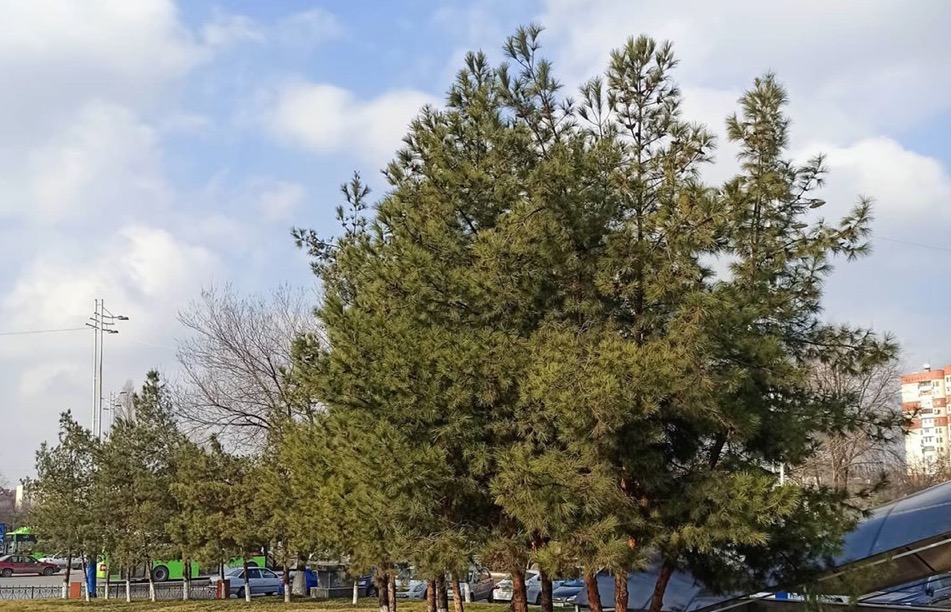 Узбекистанцам предсказали погоду на неделю