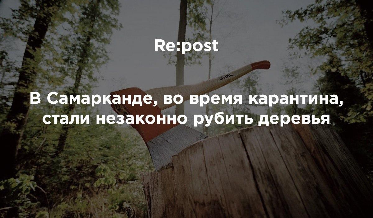 Пользуясь карантином, в Самарканде предприниматели вырубили деревья ценных пород