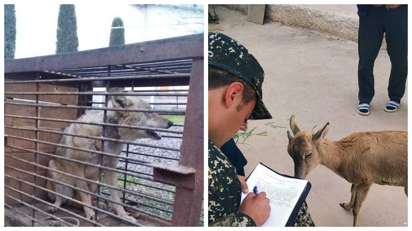 У жителей Сурхандарьи забрали краснокнижных животных 