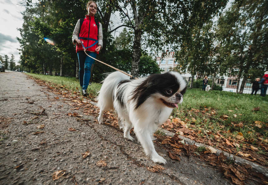 Выгул собак разрешен один раз в день