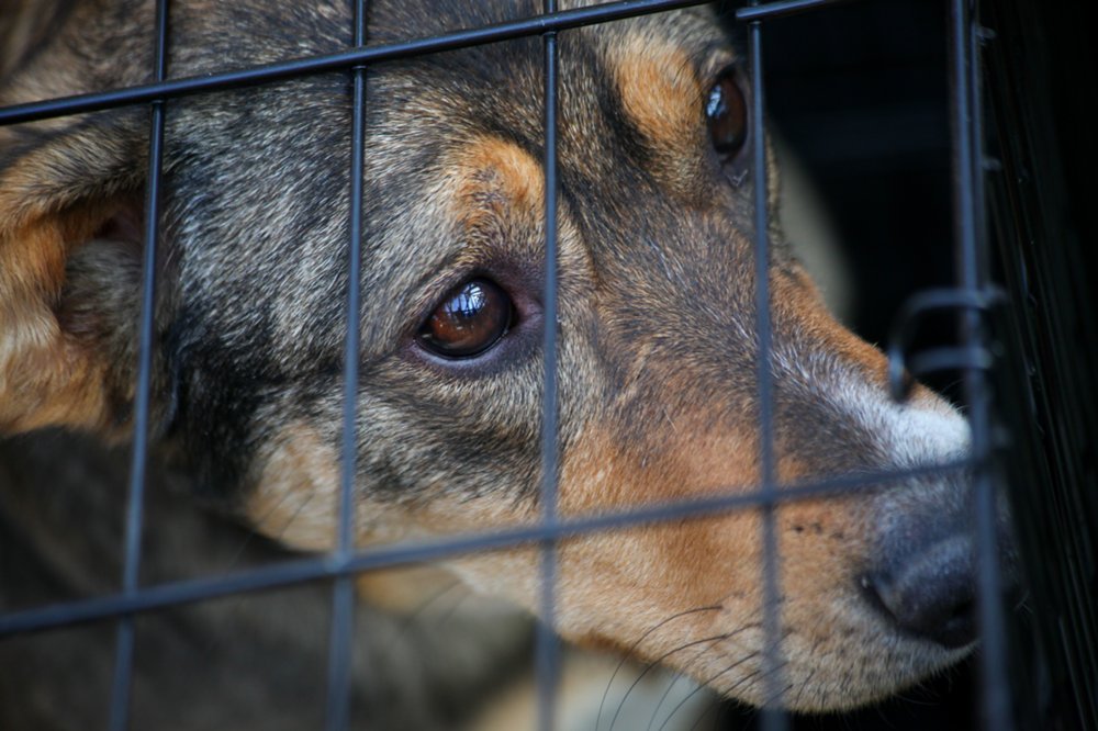 В приюте "Гавчег" произошло отравление собак