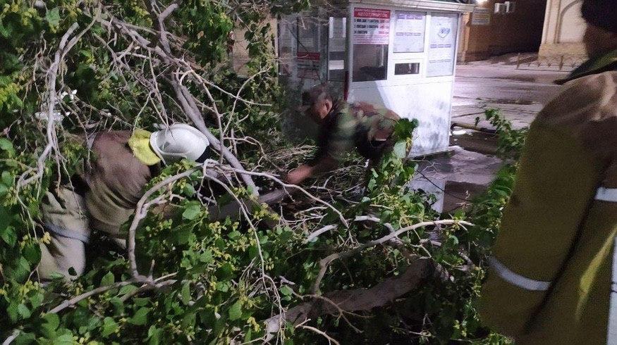Появились подробности о погибшем мужчине во время сильного ветра в Бухаре