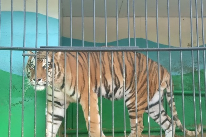 Во всех регионах страны появятся передвижные цирки и зоопарки