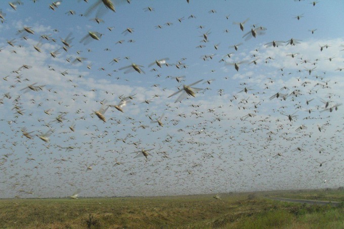 В Узбекистане зафиксировано нашествие саранчи