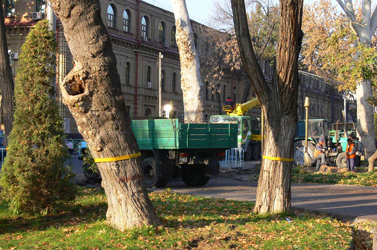 В хокимияте Ташкента рассказали, как проводится защита вековых деревьев