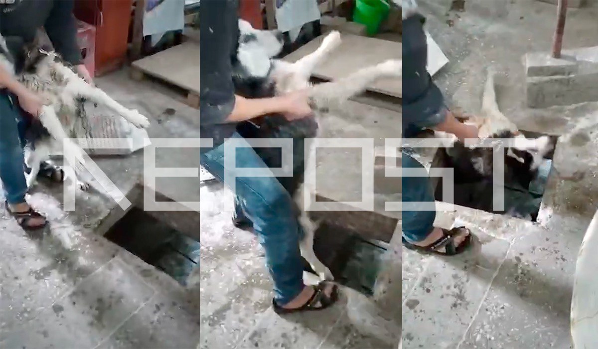 В Самарканде парень захотел потренировать собаку и выкинул ее в канал