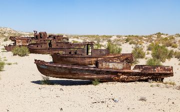 На дне Аральского моря высадили 1,2 миллиона гектар леса