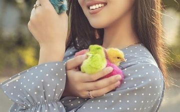 «Mehr Va Oqibat» готовят обращение в органы внутренних дел в связи с продажей в соцсетях окрашенных цыплят 