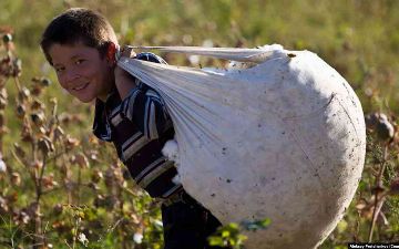 Названы области с наибольшим количеством случаев принудительного труда