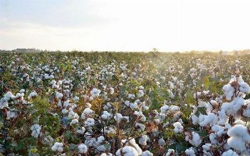 США готовится запретить импорт китайского хлопка и Узбекистан может прийти на замену – Forbes