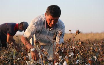 Узбекская семья насобирала хлопок и обогатилась на десятки миллионов сумов 