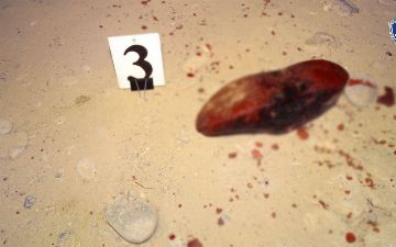 В Кашкадарьинской области парень зарезал своего родственника из-за долга в 170 тысяч сумов