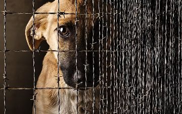 AKFA сообщила о решении построить приют для животных