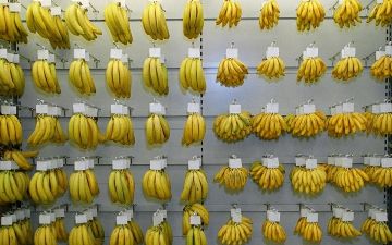 Узбекистанцы за текущий год съели десятки тысяч тонн бананов 