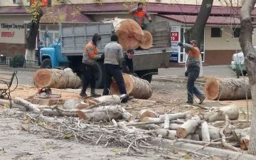 В Ташкенте срубили многолетнюю чинару, несмотря на мораторий