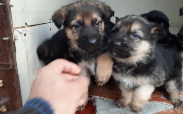 В Навои сотрудника Службы отлова животных оштрафовали на 223 тысячи сумов за убийство трех щенков на глазах их владелицы 