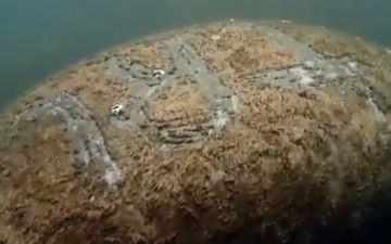 Во Флориде на живом ламантине нацарапали слово «Трамп»