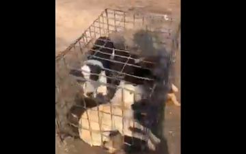 «Двести голов в маленькой комнате, их всех планируют отстрелять»: сотрудников МЧС обвинили в жестокости при отлове собак