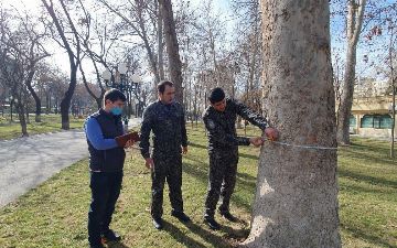 Озвучено число деревьев на территории парка «Голубые купола»