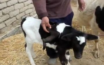 В Самарканде родился «крылатый» телёнок - видео