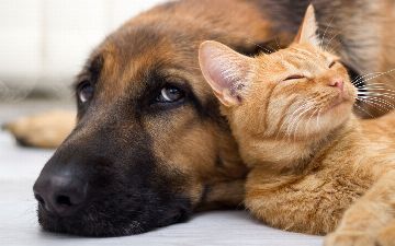 Подтвердилась польза домашних животных для психики людей