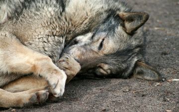В Узбекистане снова ужесточат ответственность за жестокое обращение с животными