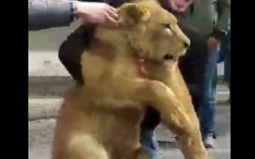 Обнародованы подробности о найденном в Самарканде львенке