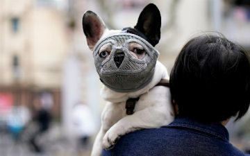 В ВОЗ рекомендуют больным COVID-19 избегать контактов с животными