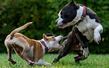 Первая помощь при укусе собаки