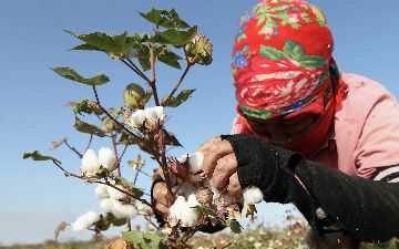 Узбекский хлопок может оказаться особо прибыльным в 2021 году