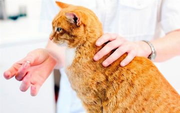 Нужно ли пить таблетки от глистов для профилактики