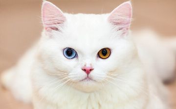 Рассказываем, от чего зависит цвет ваших глаз и может ли он меняться