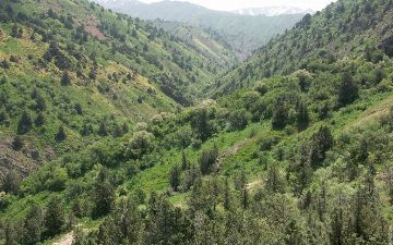 В Узбекистане придумали новый способ борьбы с опустыниванием земель