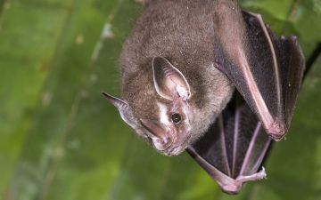 Ученые из Китая обнаружили у летучих мышей 24 новых генома коронавируса