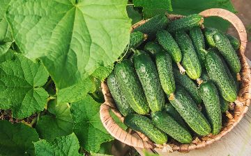 Что случится с организмом, если съедать один огурец каждый день?