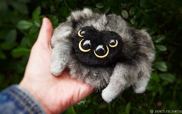 Миллионы пауков заполонили Австралию: посмотрите, как их много – видео