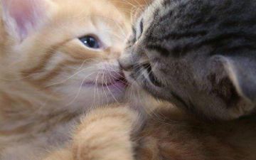 Какие болезни могут передаваться при поцелуе?