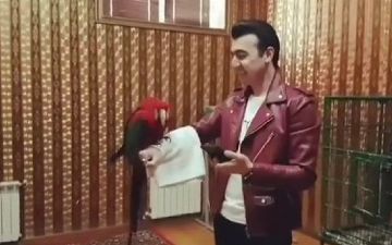 Попугай станцевал под песню Шохджахона Джураева – видео