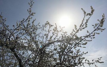 Узбекистанцев на этой неделе ожидает 43-градусная жара