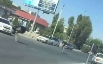 Страусы устроили перегонки в Каттакургане 