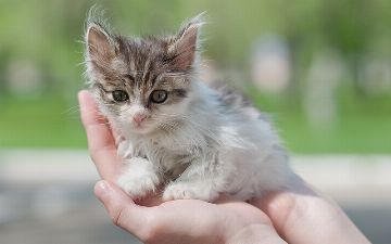 Узбекистанка выкинула двухмесячного котенка с пятого этажа за царапину 