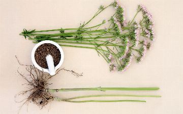 Диетолог назвала два эффективных средства для улучшения сна