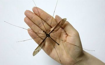 Глобальное потепление сделало комаров опаснее