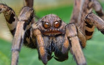 Учёные испытали яд опасного паука в лекарстве против инфаркта